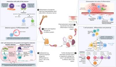 Journey to the Center of the Cell: Cytoplasmic and Nuclear Actin in Immune Cell Functions